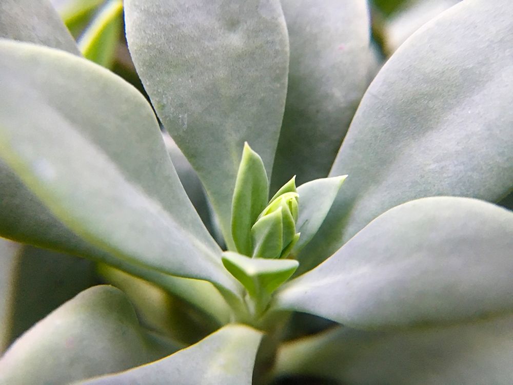 Rock Purslane art print by William Tenoever for $57.95 CAD
