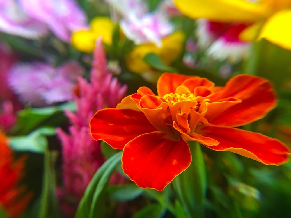 Garden Flowers art print by William Tenoever for $57.95 CAD