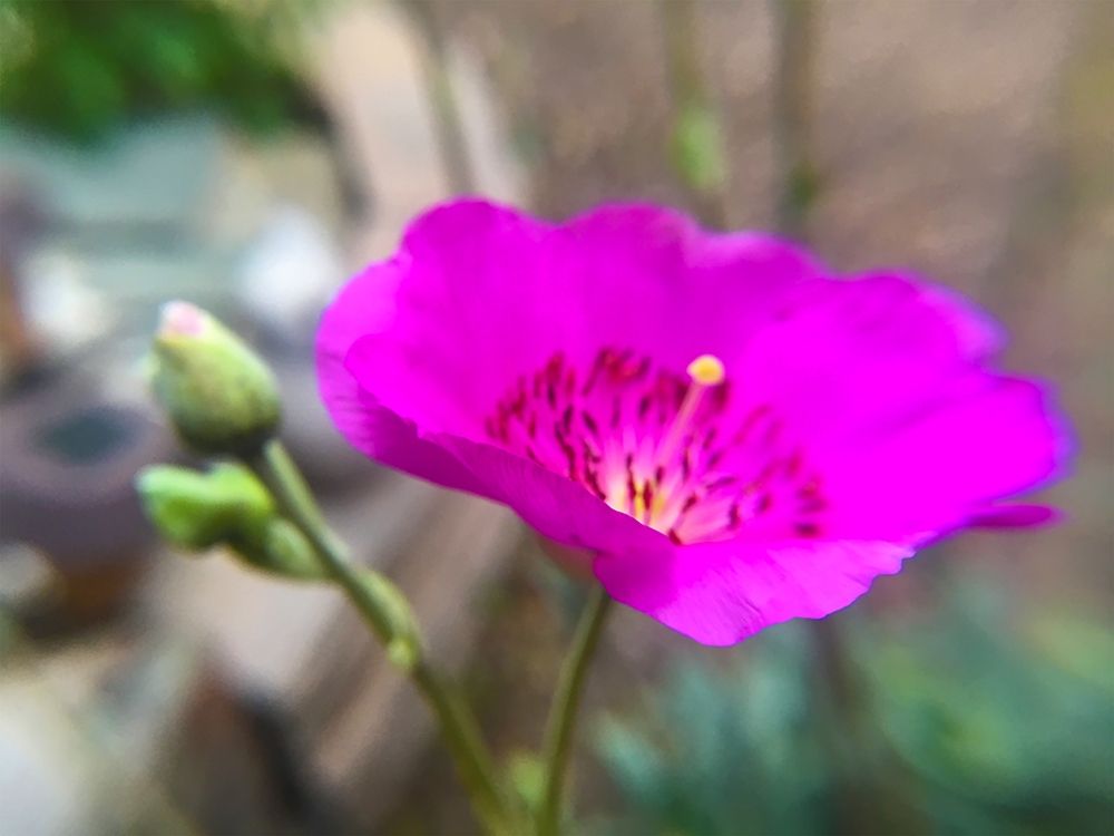 Rock Purslane Bloom II art print by William Tenoever for $57.95 CAD