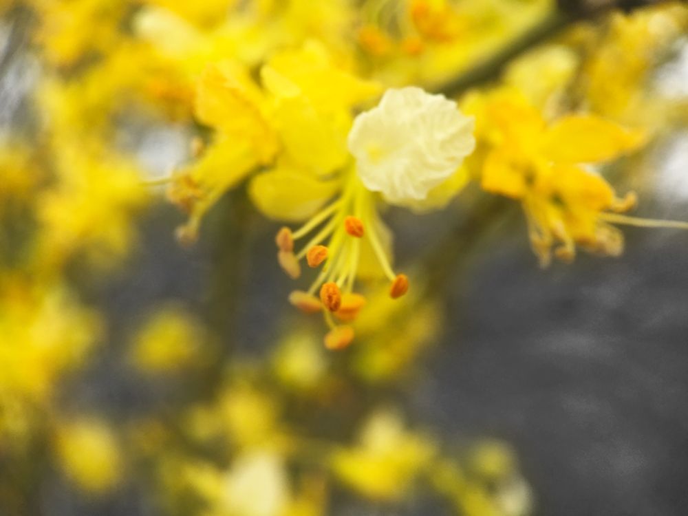 Tree In Bloom BandW art print by William Tenoever for $57.95 CAD