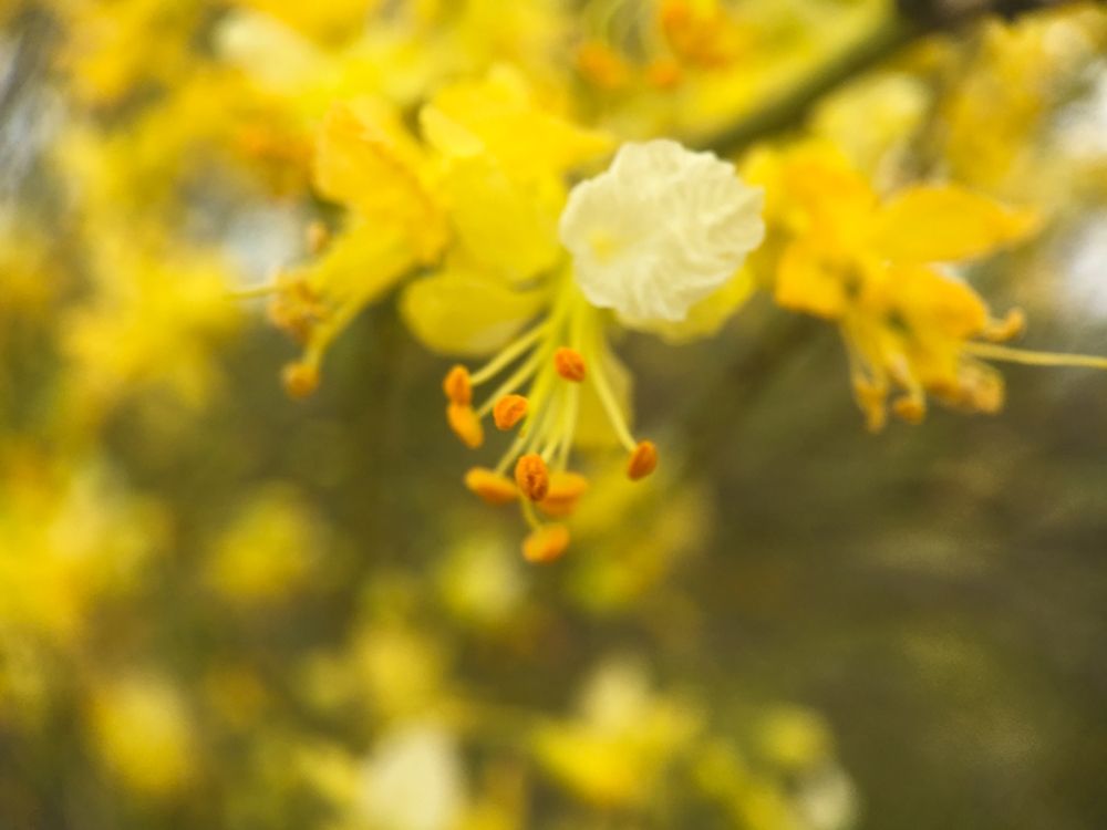 Tree In Bloom III art print by William Tenoever for $57.95 CAD