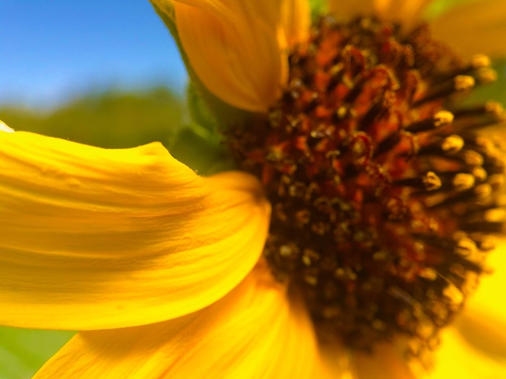 Sunflower I art print by William Tenoever for $57.95 CAD