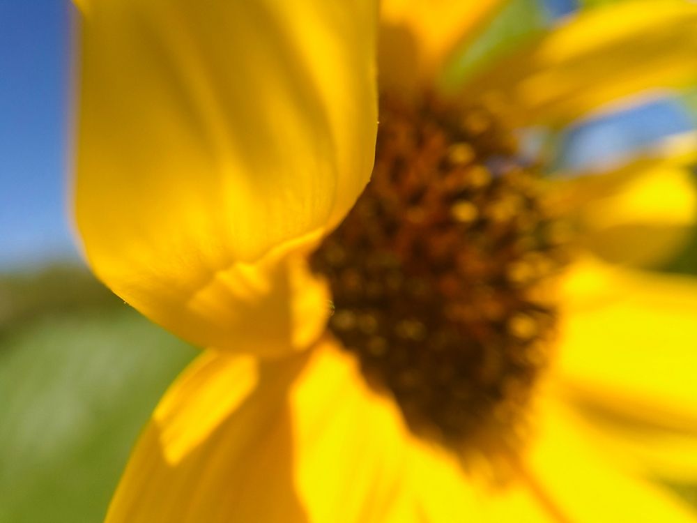 Sunflower II art print by William Tenoever for $57.95 CAD