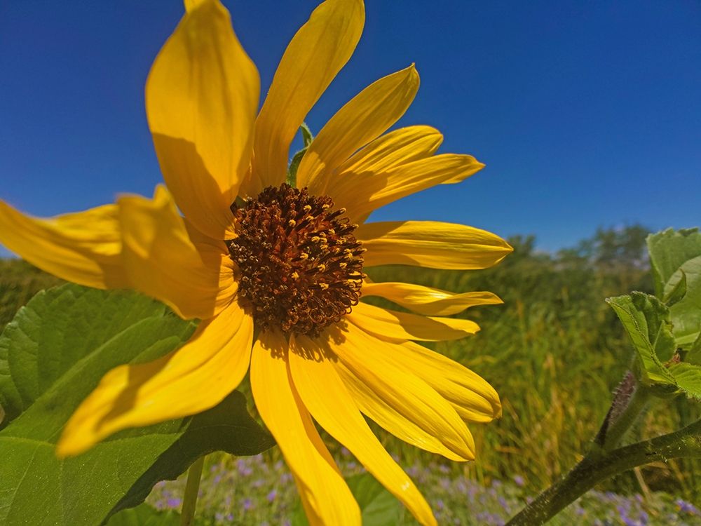 Sunflower IV art print by William Tenoever for $57.95 CAD