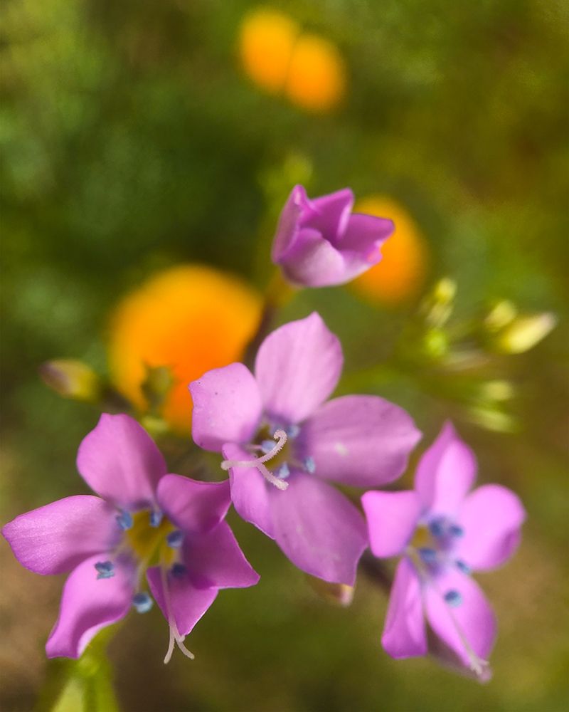 Purple Flower Blue Anthers I b art print by William Tenoever for $57.95 CAD