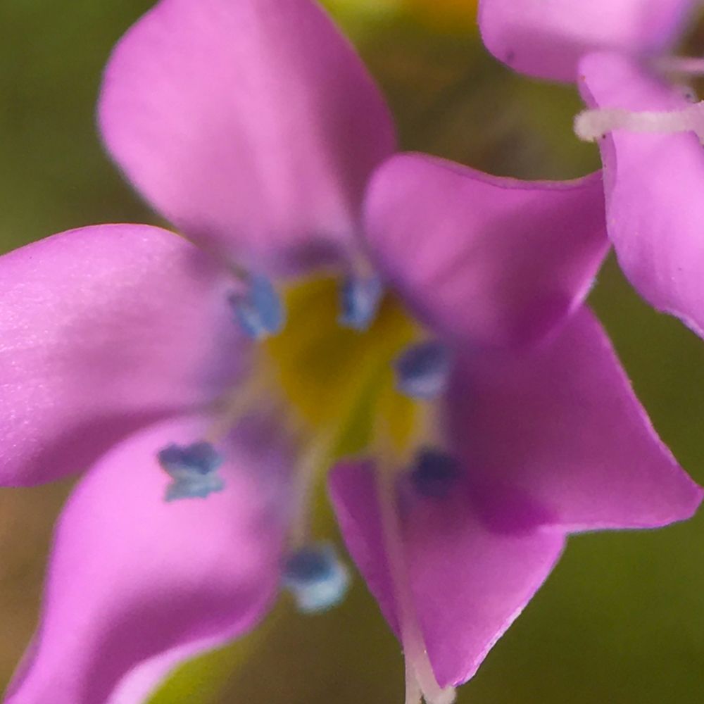 Purple Flower Blue Anthers I c art print by William Tenoever for $57.95 CAD