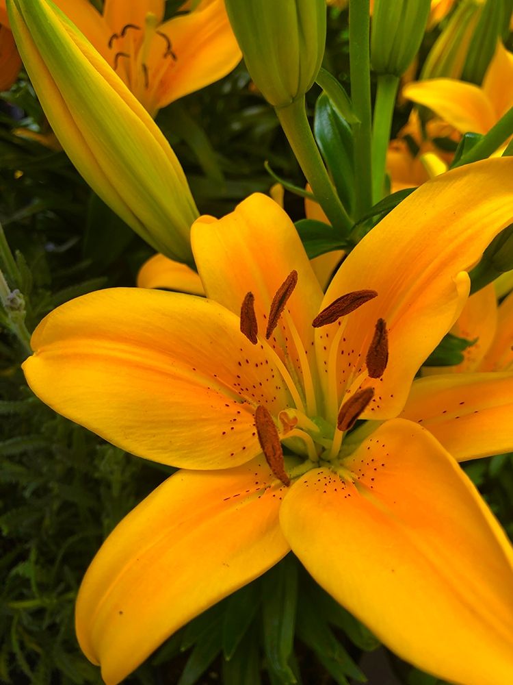 Yellow Lilly art print by William Tenoever for $57.95 CAD