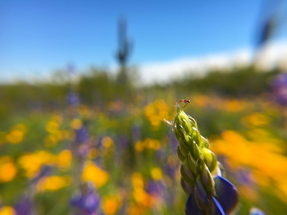 Wildflowers XXXVII art print by William Tenoever for $57.95 CAD