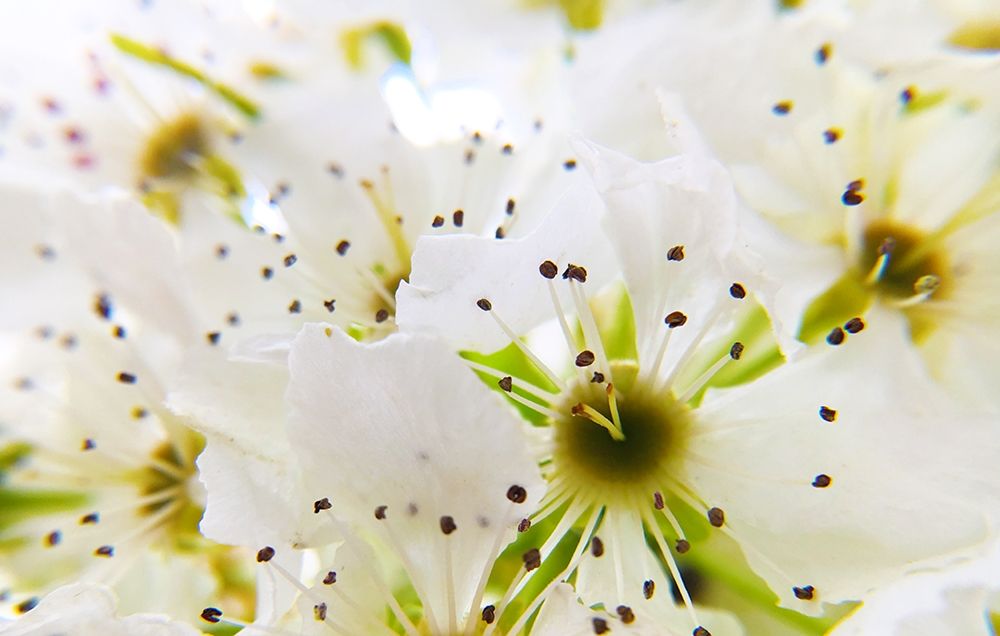 Hawthorn Bloom I art print by William Tenoever for $57.95 CAD