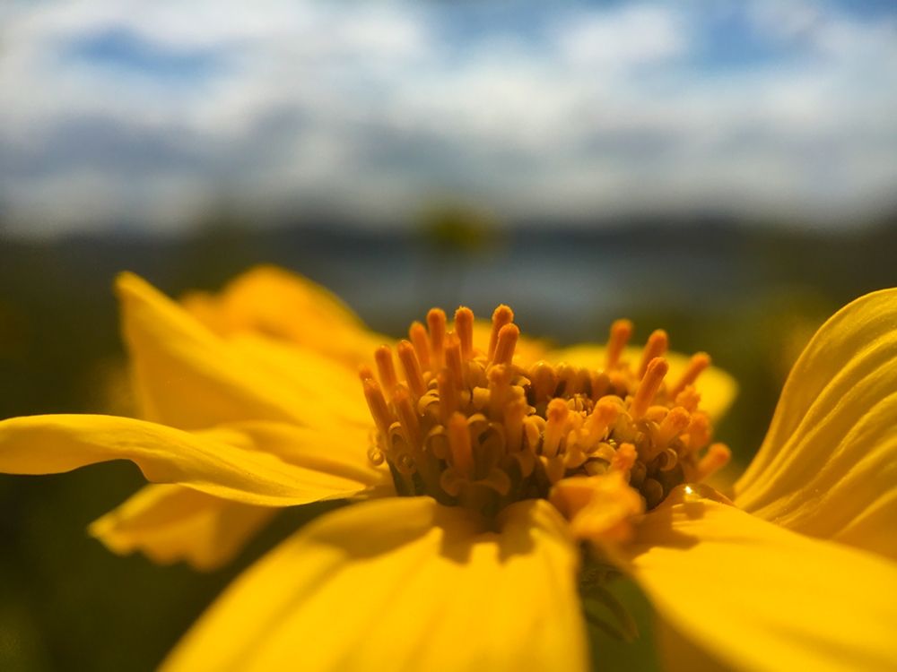 Wildflowers XXXVIII art print by William Tenoever for $57.95 CAD