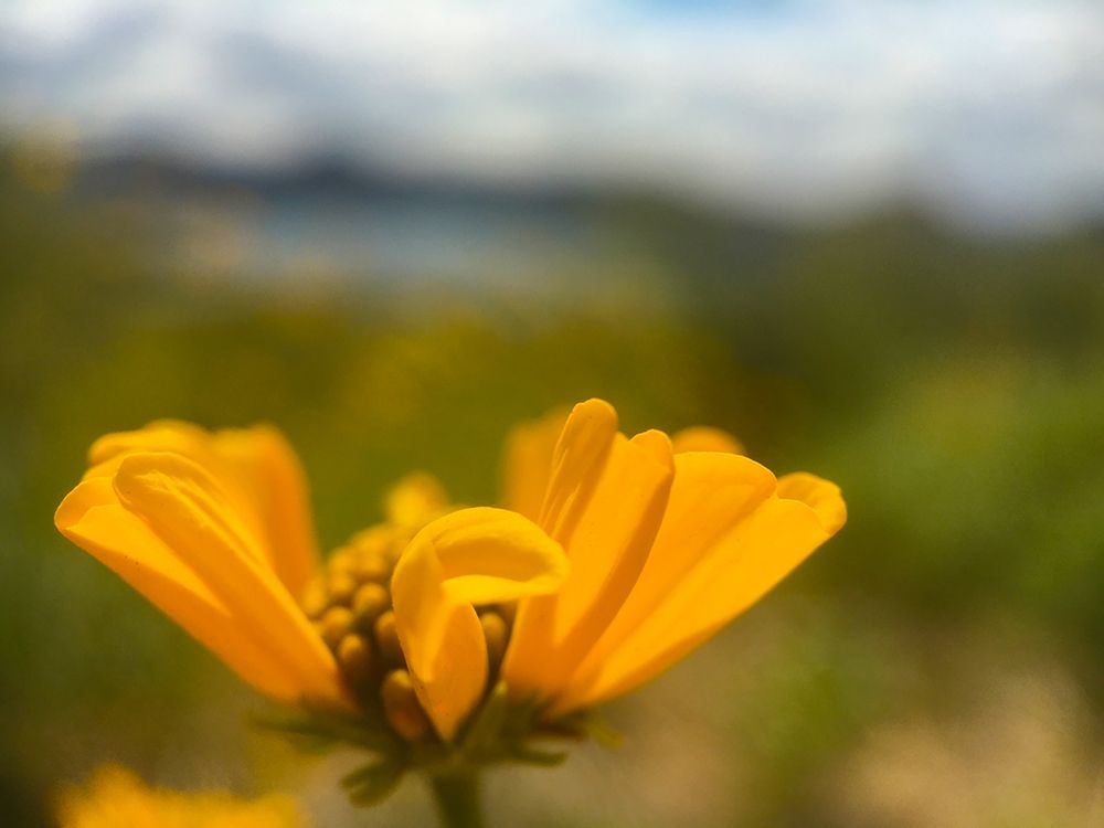 Wildflowers XXXIX art print by William Tenoever for $57.95 CAD
