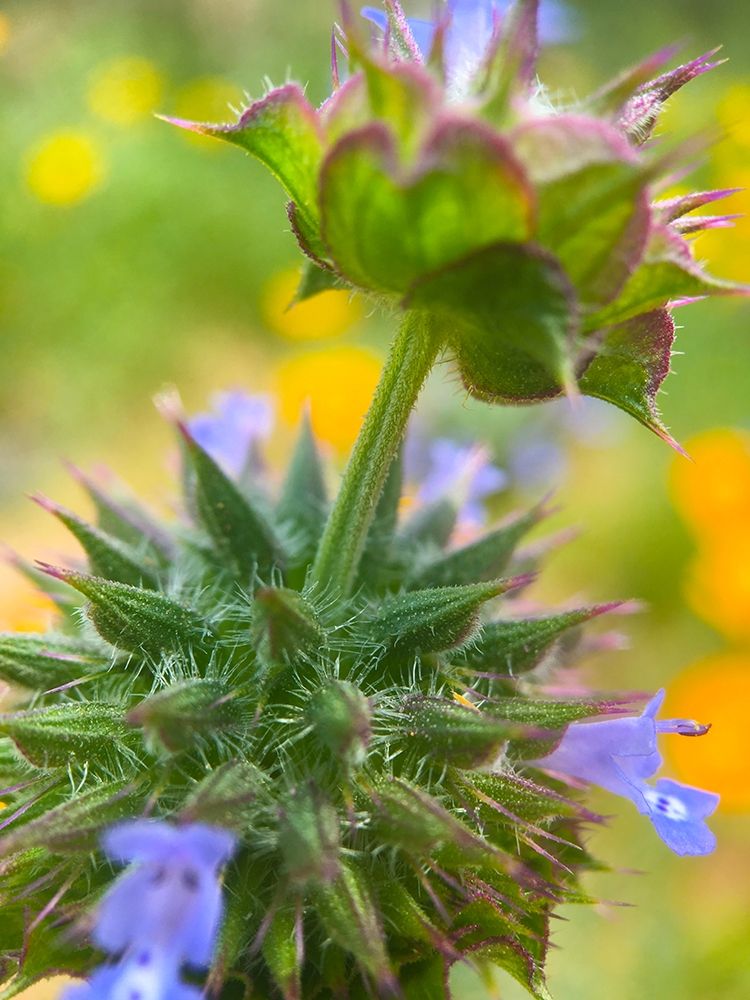 Wildflowers XL art print by William Tenoever for $57.95 CAD