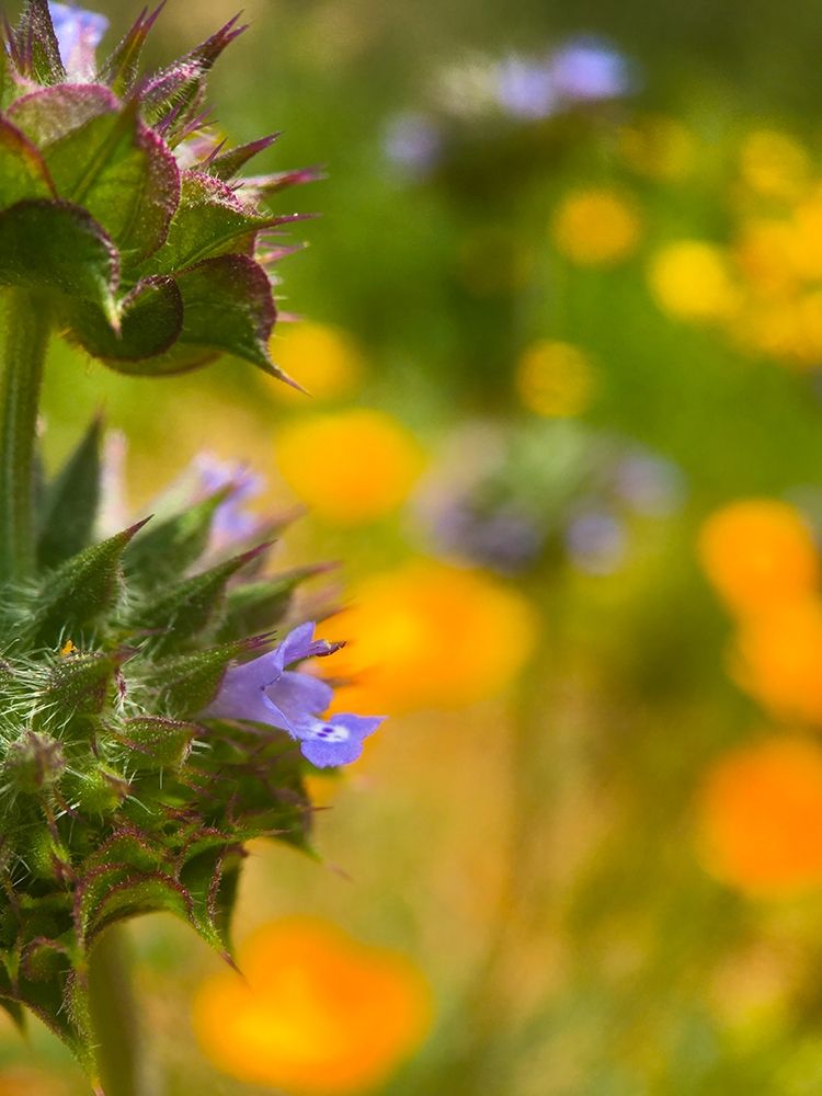 Wildflowers XLII art print by William Tenoever for $57.95 CAD