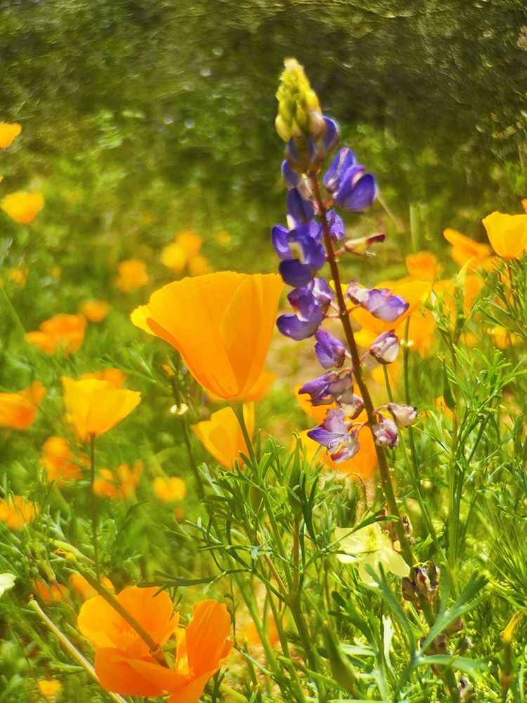 Wildflowers XLIII art print by William Tenoever for $57.95 CAD
