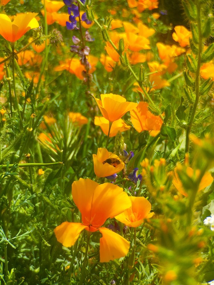Wildflowers XLIV art print by William Tenoever for $57.95 CAD