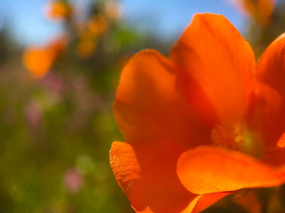 Wildflowers XLV art print by William Tenoever for $57.95 CAD