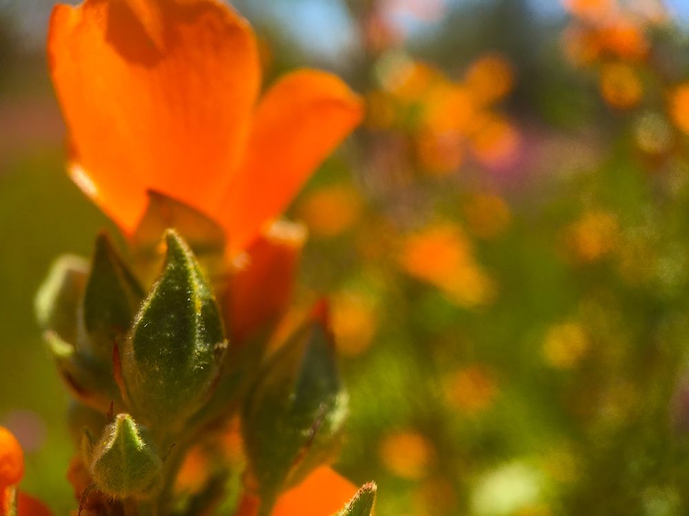 Wildflowers XLVI art print by William Tenoever for $57.95 CAD