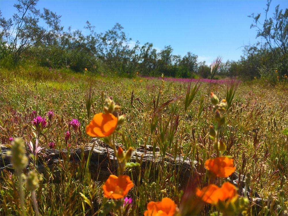 Wildflowers XLVIIX art print by William Tenoever for $57.95 CAD