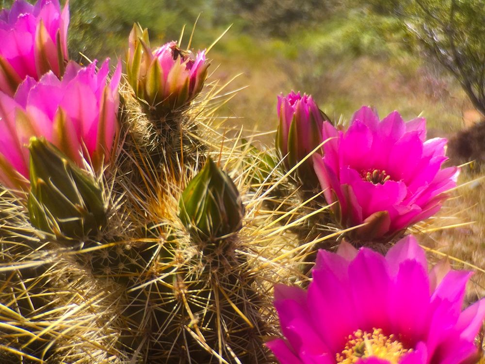 Wildflowers XLVIX art print by William Tenoever for $57.95 CAD