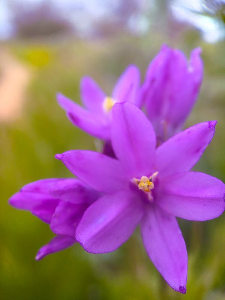 Wildflowers XLX art print by William Tenoever for $57.95 CAD