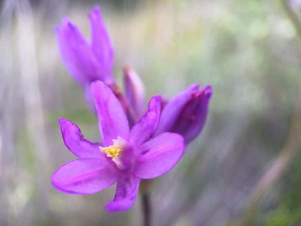 Wildflowers XLXI art print by William Tenoever for $57.95 CAD