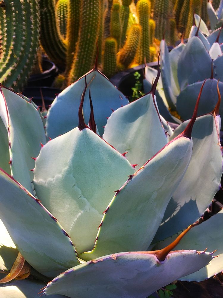 Mescal Agave C art print by William Tenoever for $57.95 CAD