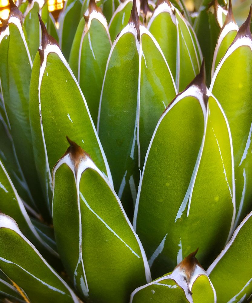 Agave art print by William Tenoever for $57.95 CAD
