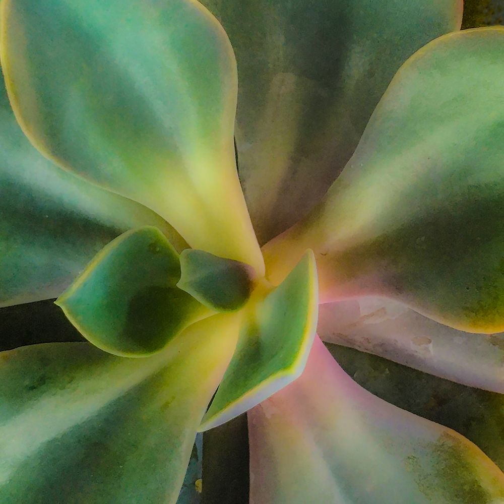 Succulent art print by William Tenoever for $57.95 CAD
