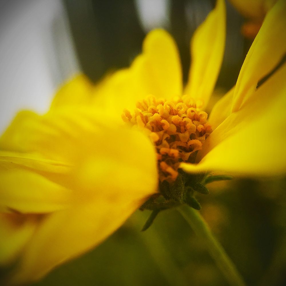 Brittlebush art print by William Tenoever for $57.95 CAD
