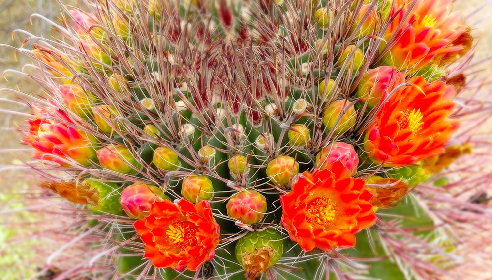 Barrel in Bloom IV art print by William Tenoever for $57.95 CAD