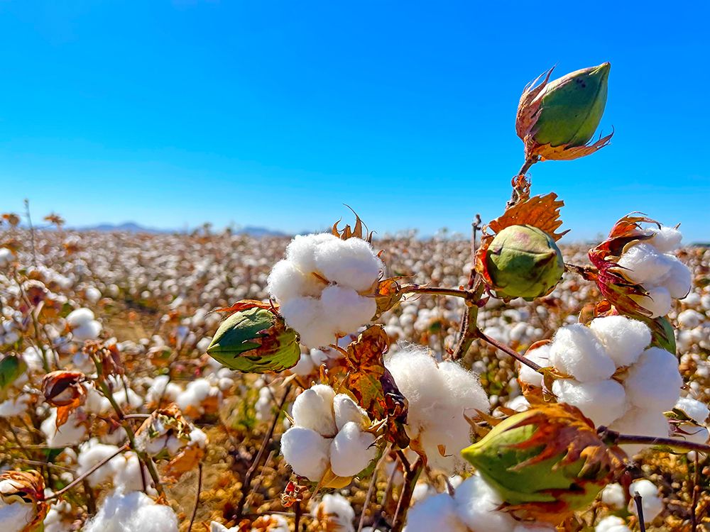 CottonFields1 art print by William Tenoever for $57.95 CAD