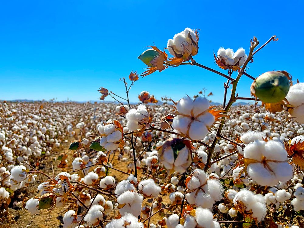CottonFields2 art print by William Tenoever for $57.95 CAD