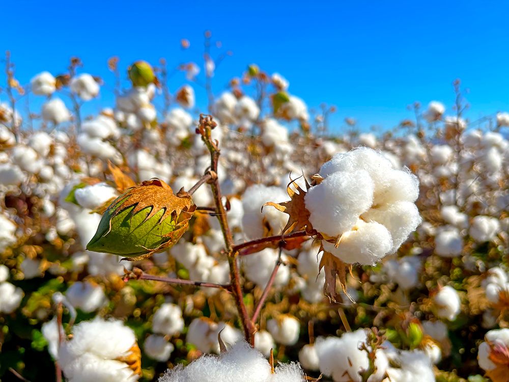 CottonFields3 art print by William Tenoever for $57.95 CAD