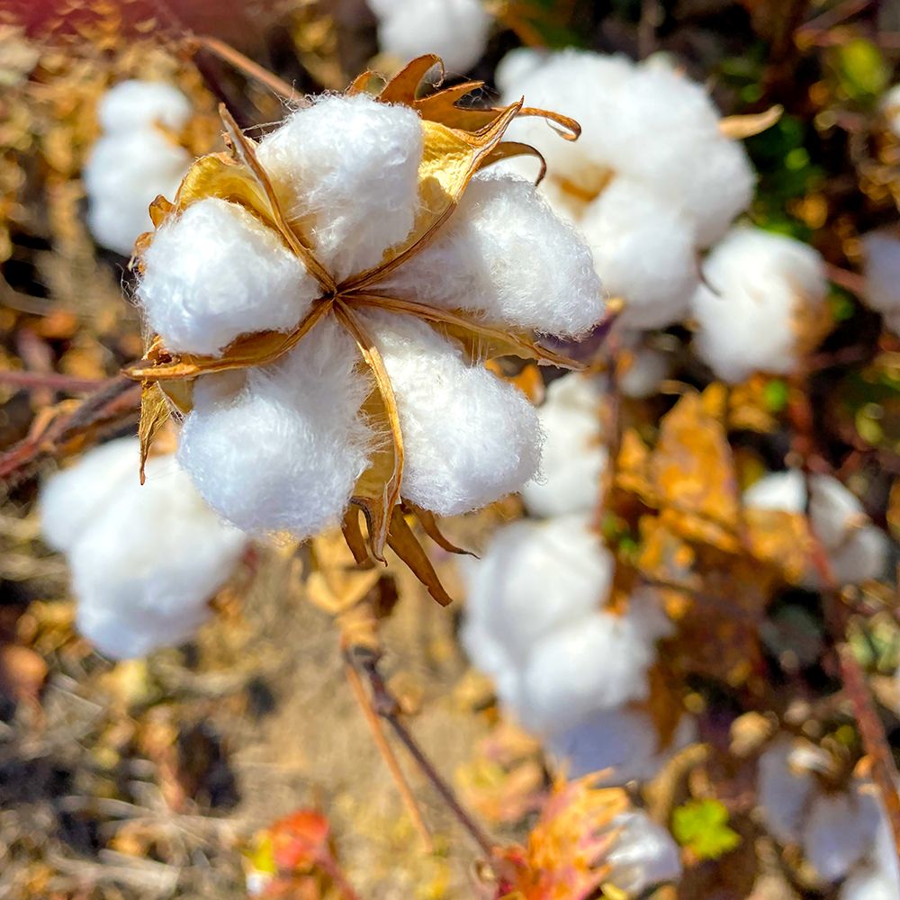 CottonFields4 art print by William Tenoever for $57.95 CAD