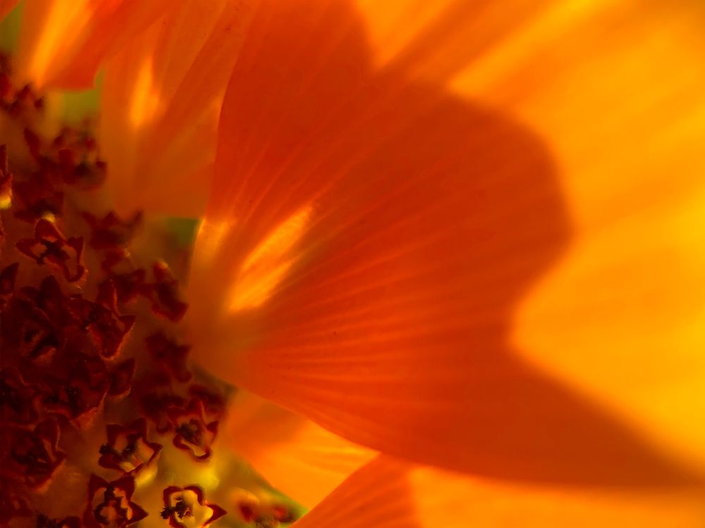 Sunflower1 art print by William Tenoever for $57.95 CAD