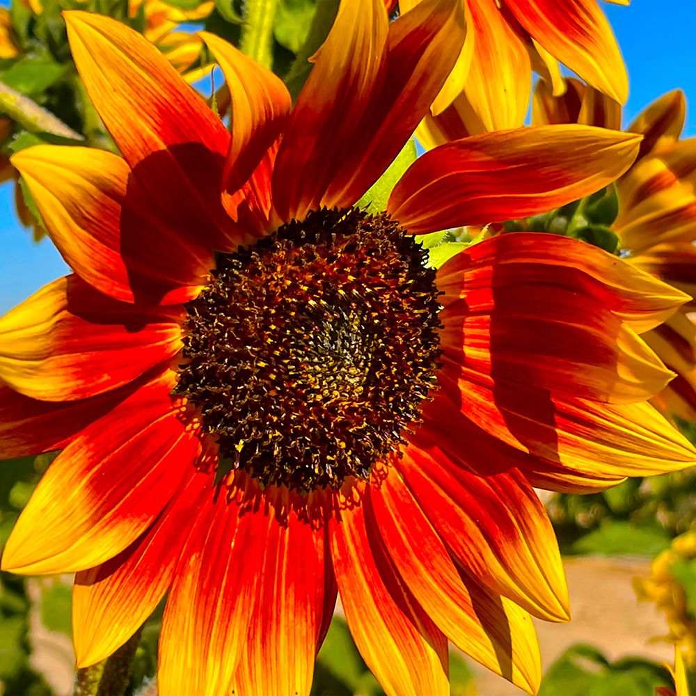 LittleBeckaSunFlower art print by William Tenoever for $57.95 CAD