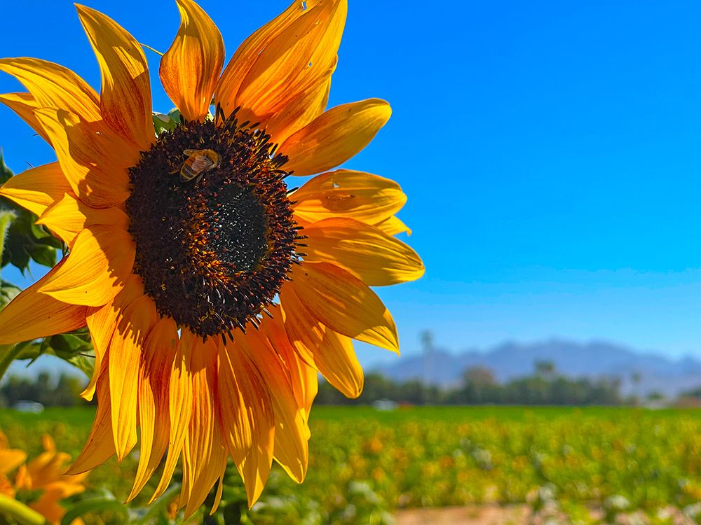Sunflower3 art print by William Tenoever for $57.95 CAD