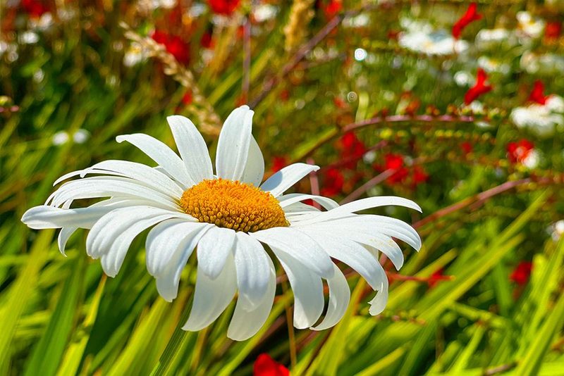 Daisy 1 art print by William Tenoever for $57.95 CAD