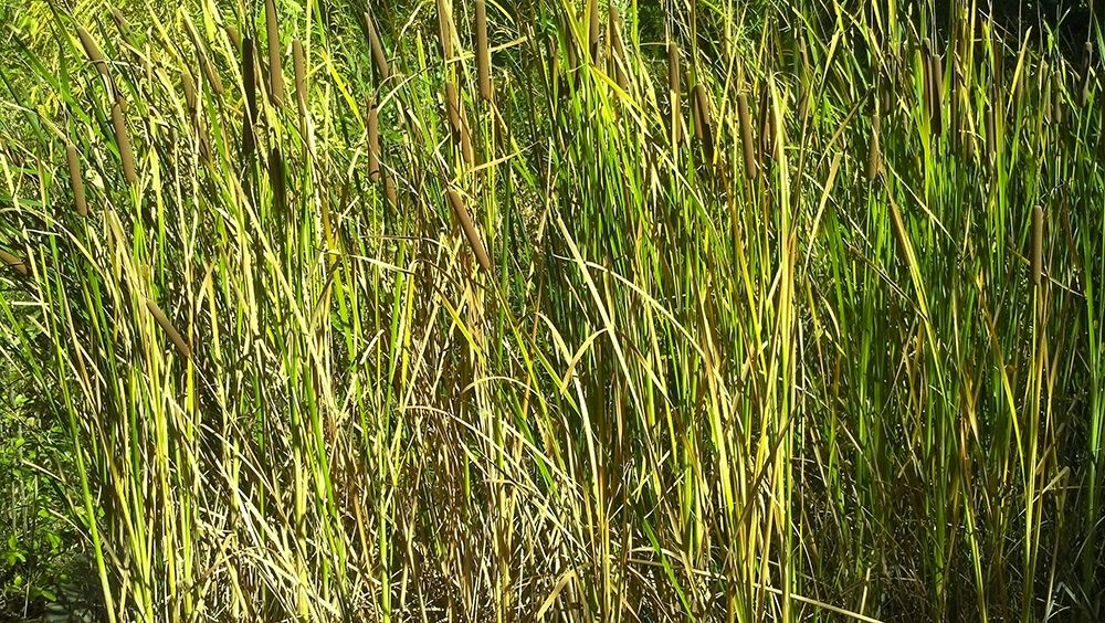 Roper Lake II: Grasses I art print by William Tenoever for $57.95 CAD
