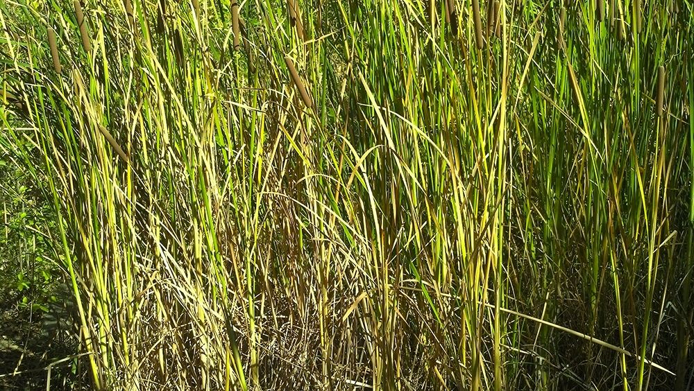 Roper Lake III: Grasses II art print by William Tenoever for $57.95 CAD
