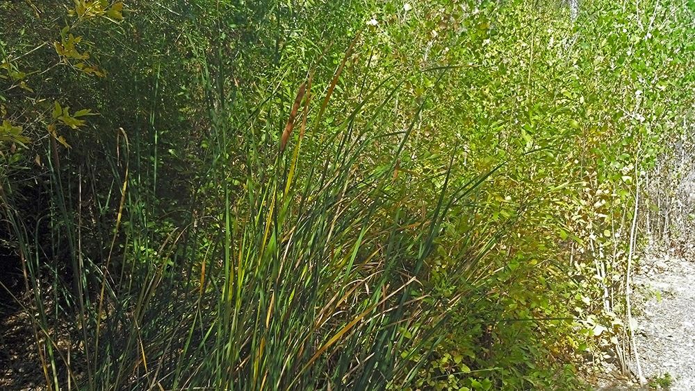 Roper Lake IV: Grasses III art print by William Tenoever for $57.95 CAD
