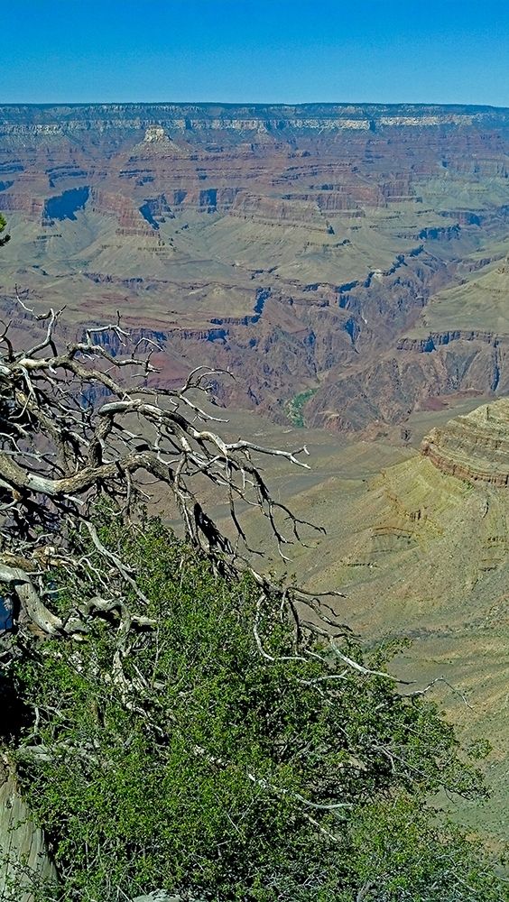 Grand Canyon 4 art print by William Tenoever for $57.95 CAD