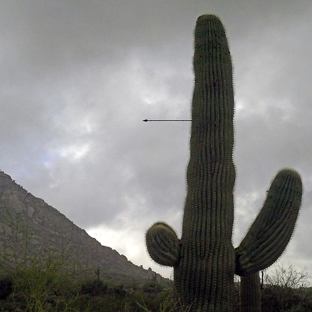 Saguaro Arrow art print by William Tenoever for $57.95 CAD