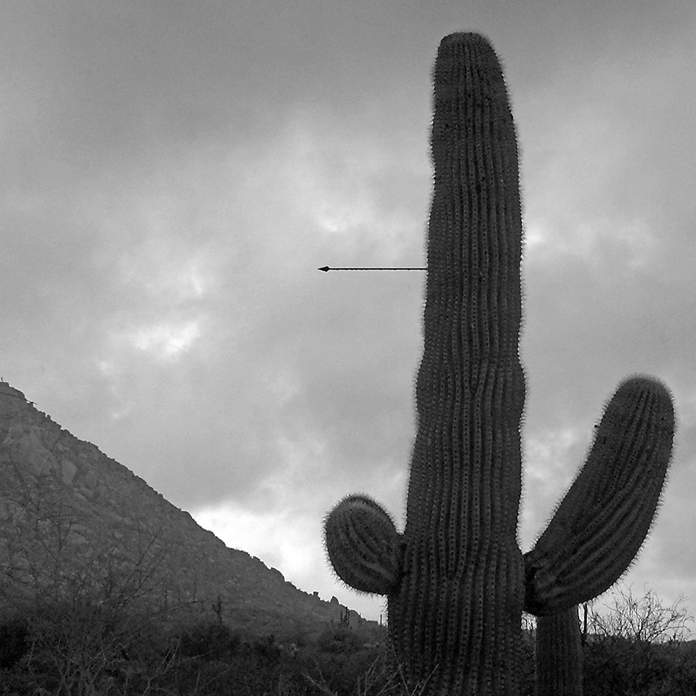 Saguaro Arrow BandW art print by William Tenoever for $57.95 CAD