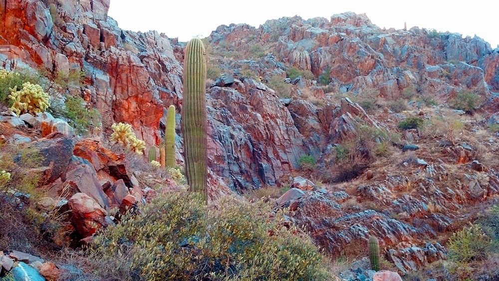 Desert Scape 2 art print by William Tenoever for $57.95 CAD