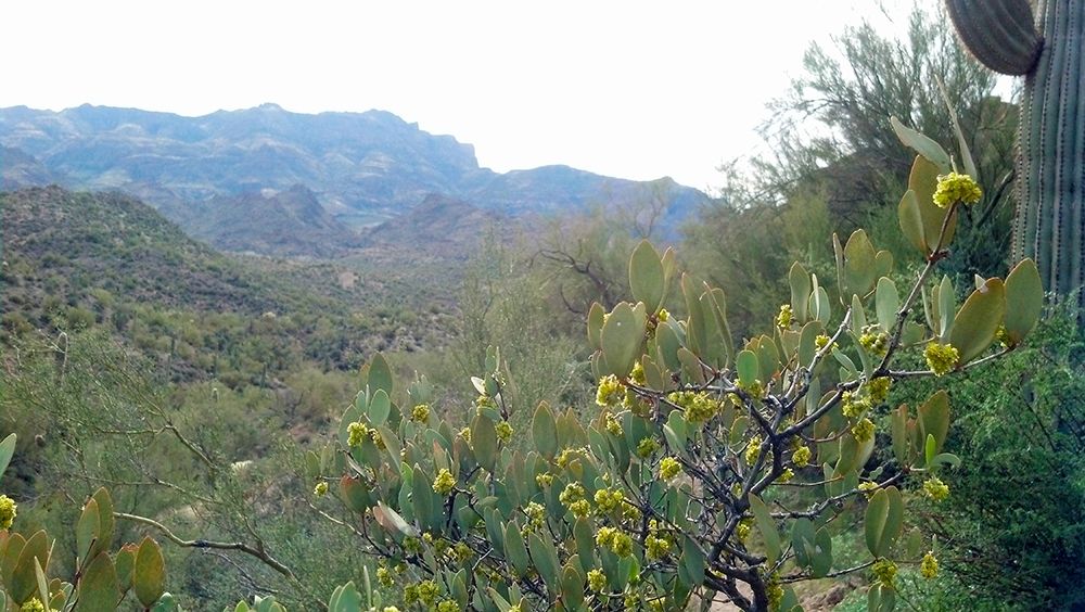 Superstition Mountain II art print by William Tenoever for $57.95 CAD