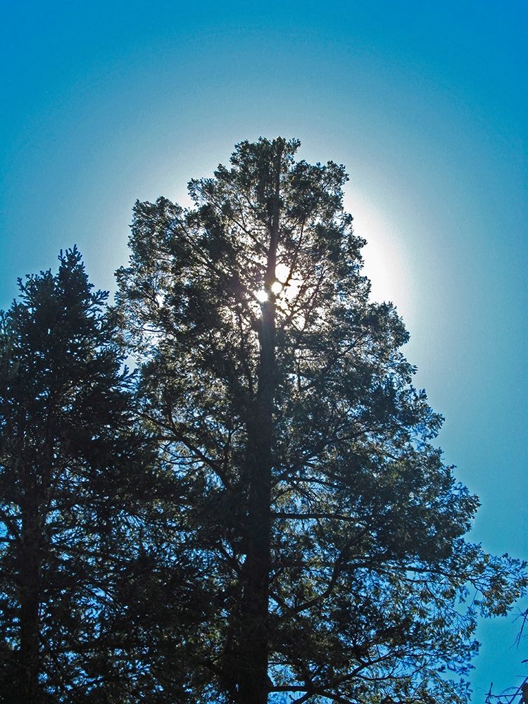 Tree 2 art print by William Tenoever for $57.95 CAD