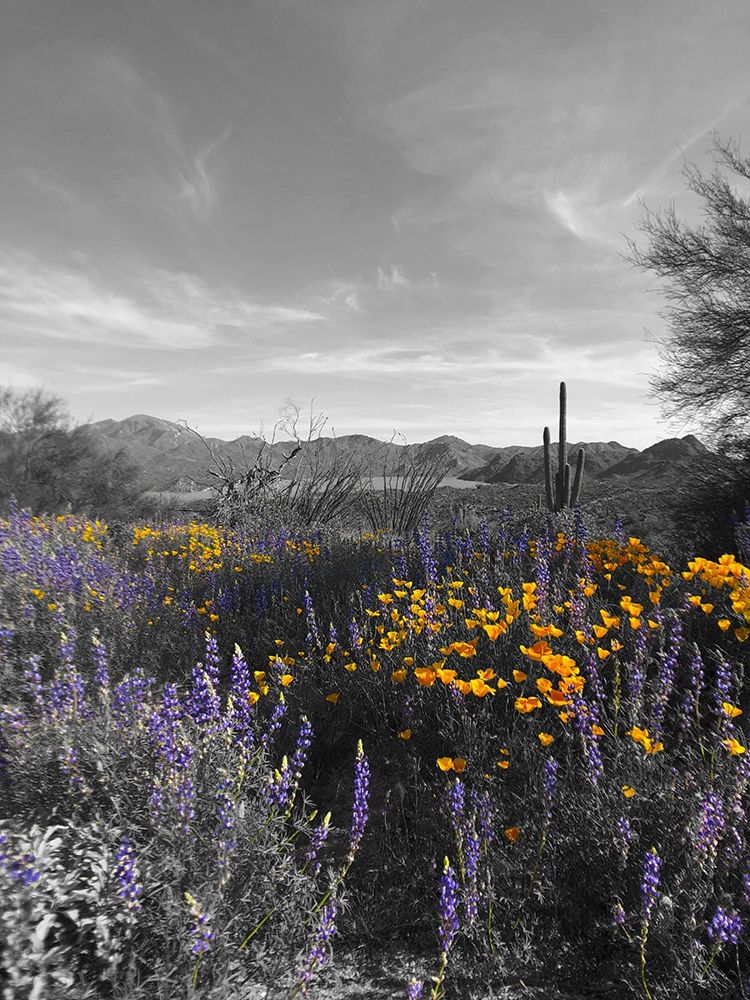 Wildflowers BandW VI art print by William Tenoever for $57.95 CAD