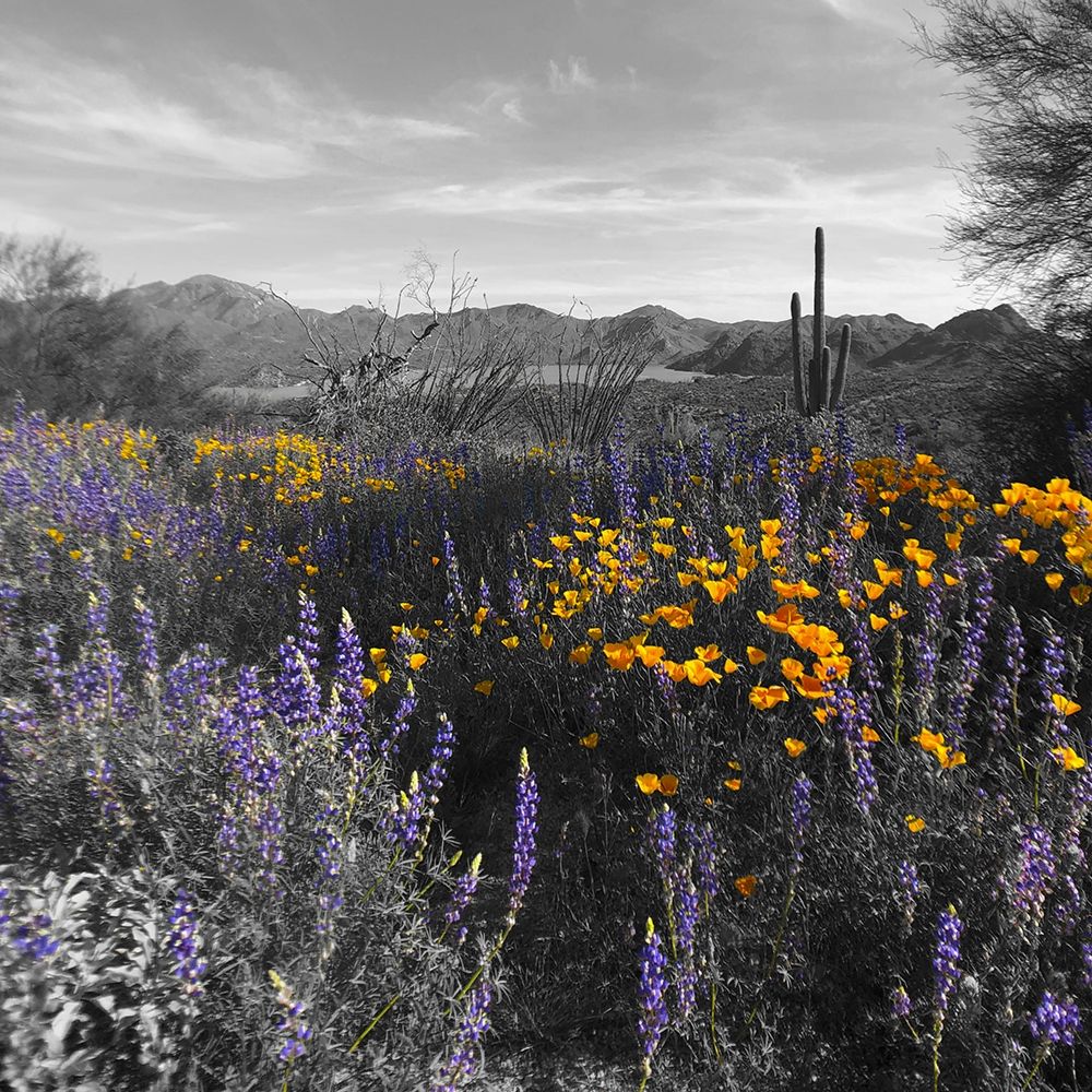 Wildflowers BandW VII art print by William Tenoever for $57.95 CAD