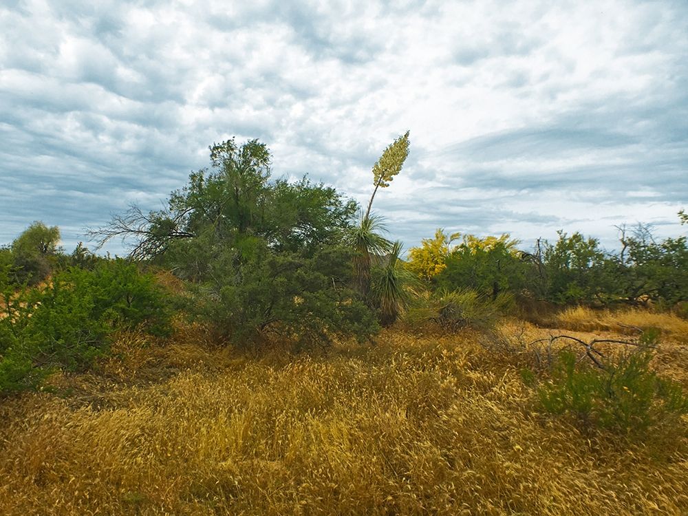 Desert Scape 6 art print by William Tenoever for $57.95 CAD